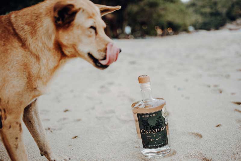 Werbeaufnahme Gin am Strand mit Hund